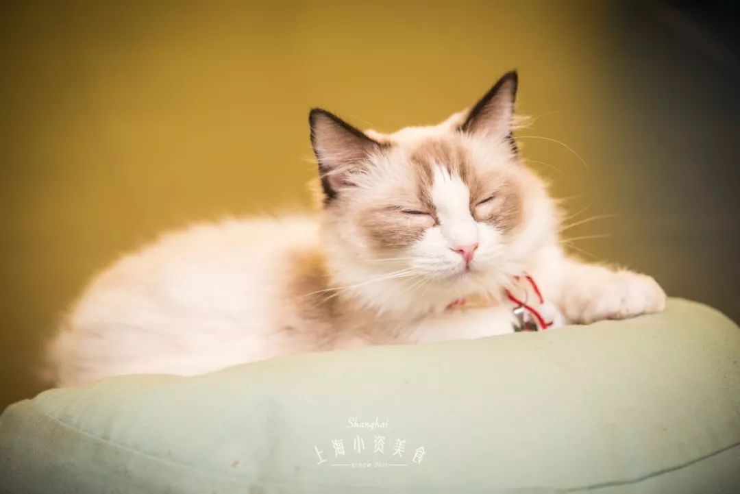 2019宠物排名,2022宠物排行榜