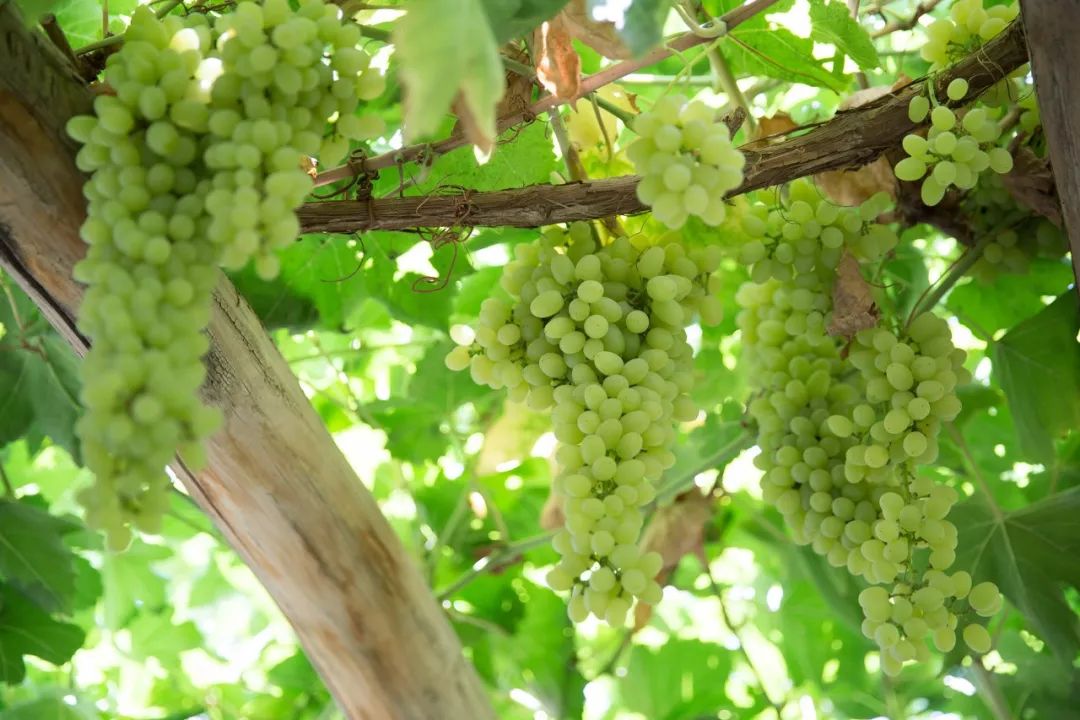 夏天的北疆美景,六月的北疆有多美