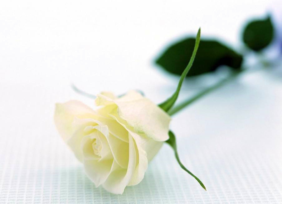 痴情大比拼:4部小说中的“痴情人”,一个比一个催泪