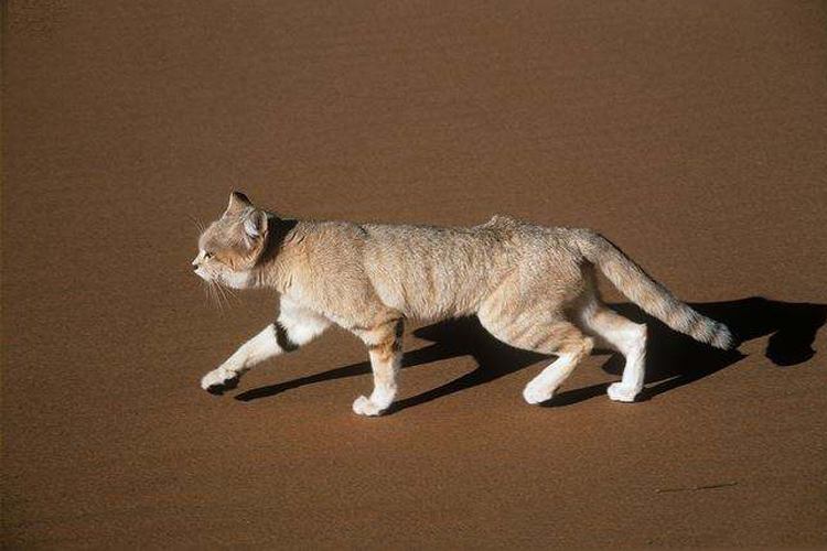 猫咪为什么不爱喝盆里的水,猫咪为啥不爱吃冻干