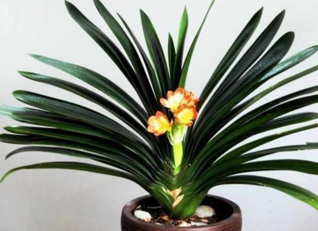 君子兰叶子少软蔫了咋办,君子兰叶子瘦怎么办