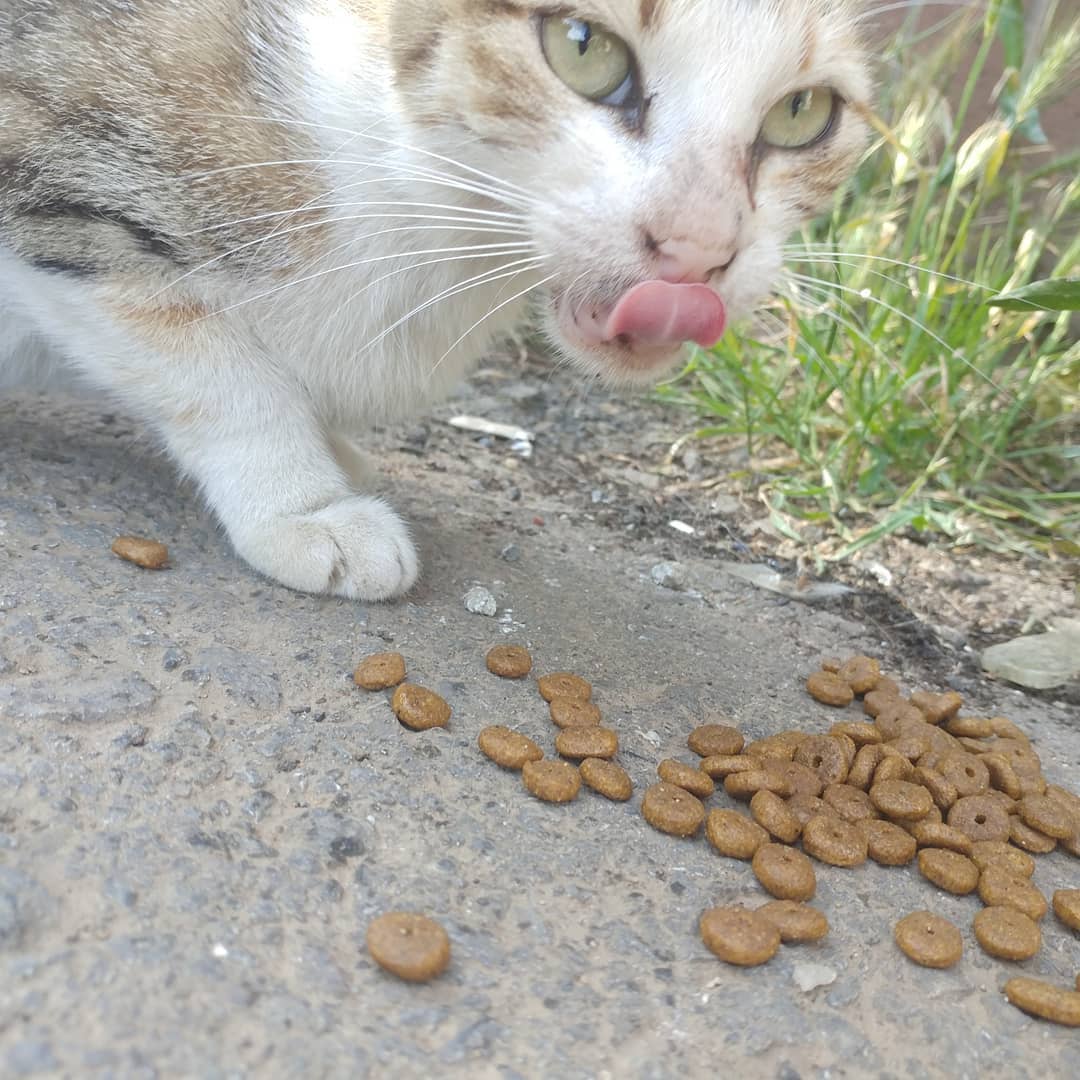 养猫最重要的营养素,猫平时要准备些什么营养素