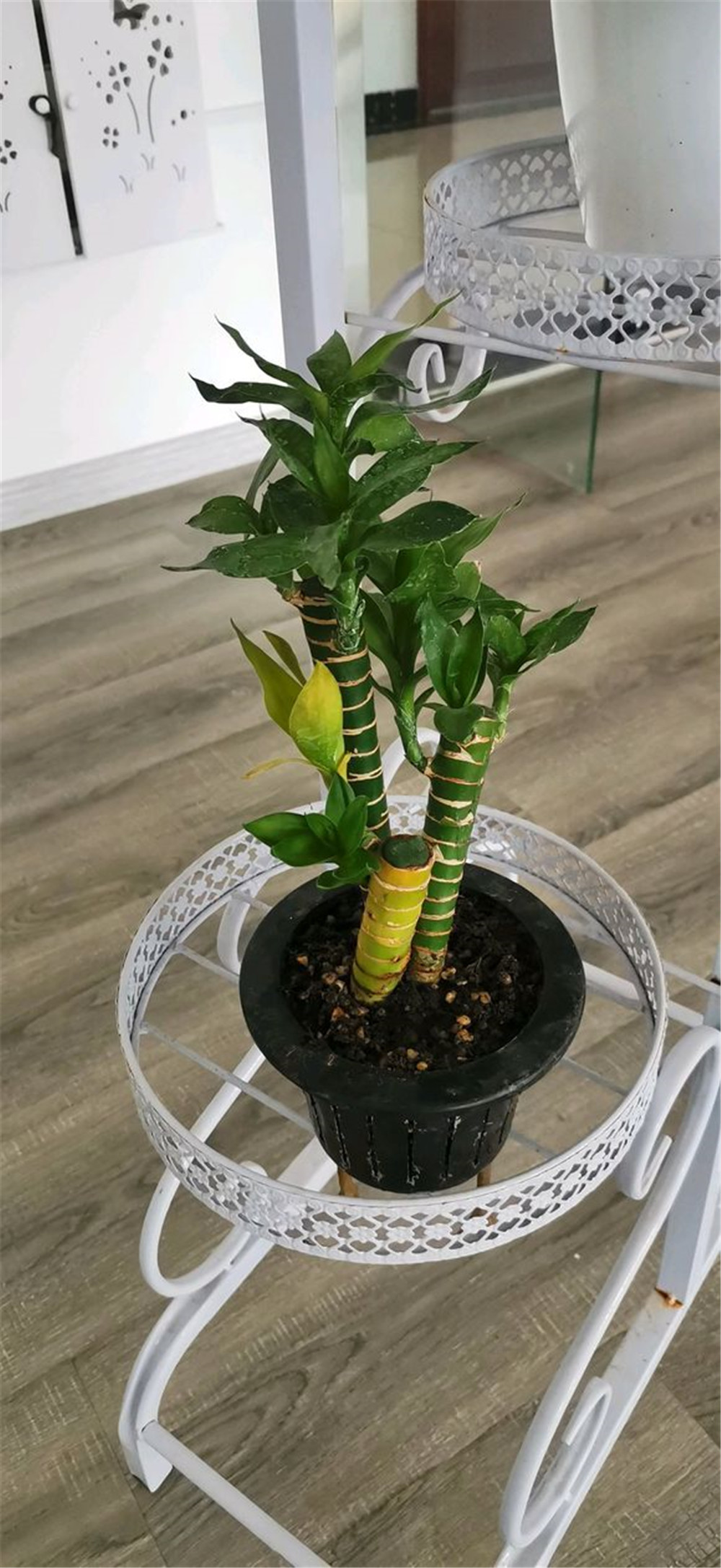 富贵竹叶子干尖黄叶怎么办,富贵竹叶子发黄可以剪根吗