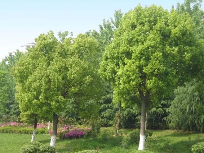 养护植物要注意什么,养护树木的基本知识