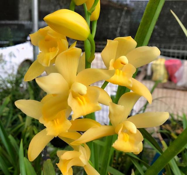 高贵兰花怎么养才能旺盛容易开花,好养的兰花既高贵又漂亮惹人喜欢