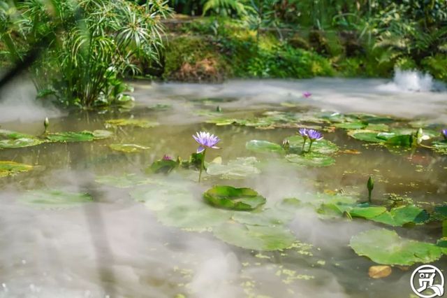 深圳史上最大最美的花展来啦,走进深圳仙湖植物园的国际花展