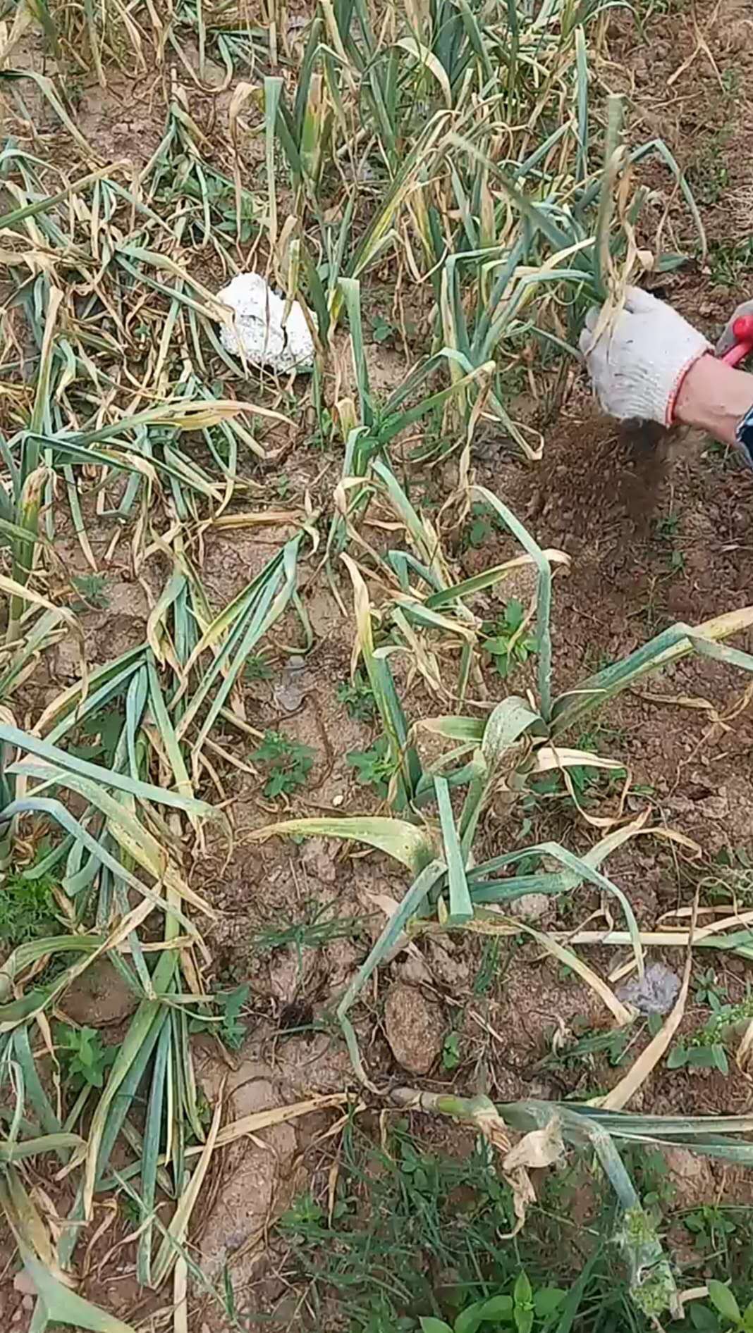 大蒜最佳采摘时间,大蒜最容易的采收法