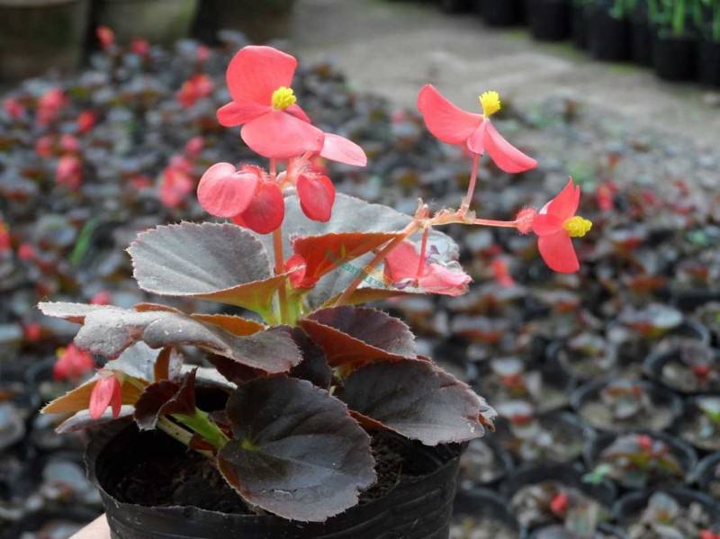 四季海棠叶子发黄怎么办,四季海棠叶片萎蔫了怎么办