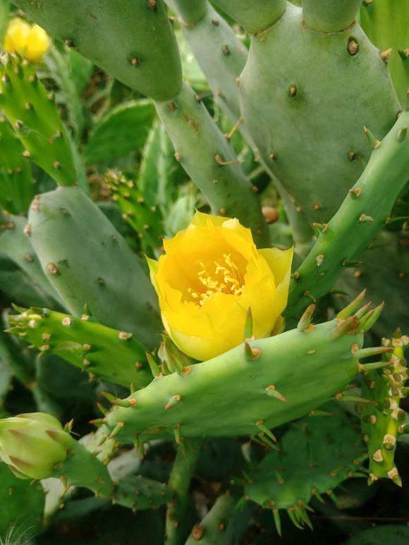 仙人掌又长又薄,仙人掌盆栽怎么养长得快