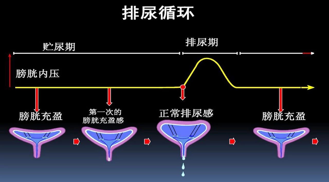 「泌尿健康」“嘘嘘”过程中的那些小事。​