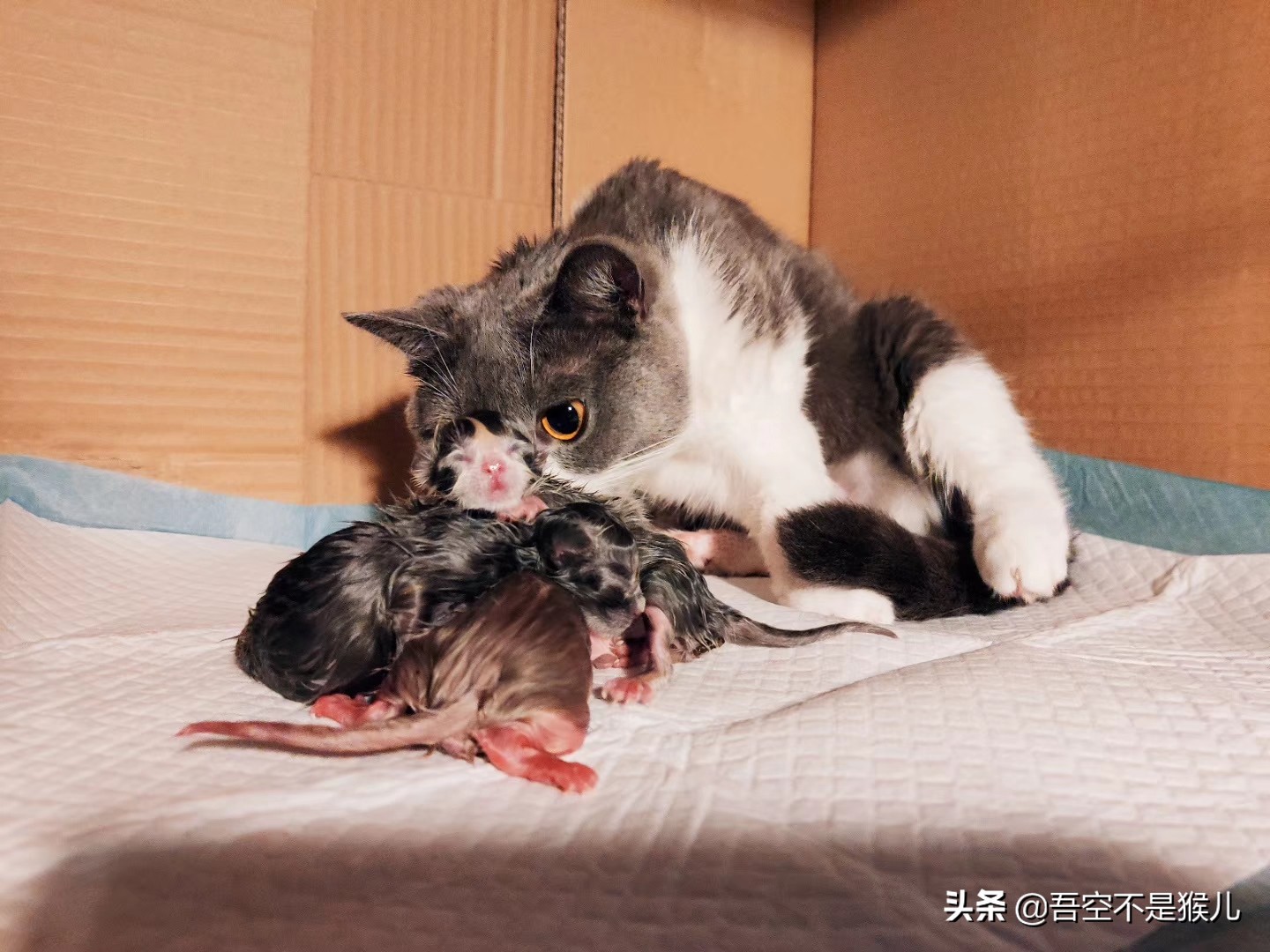 猫咪生的时候有什么需要注意的,公猫咪术后快速恢复的注意事项