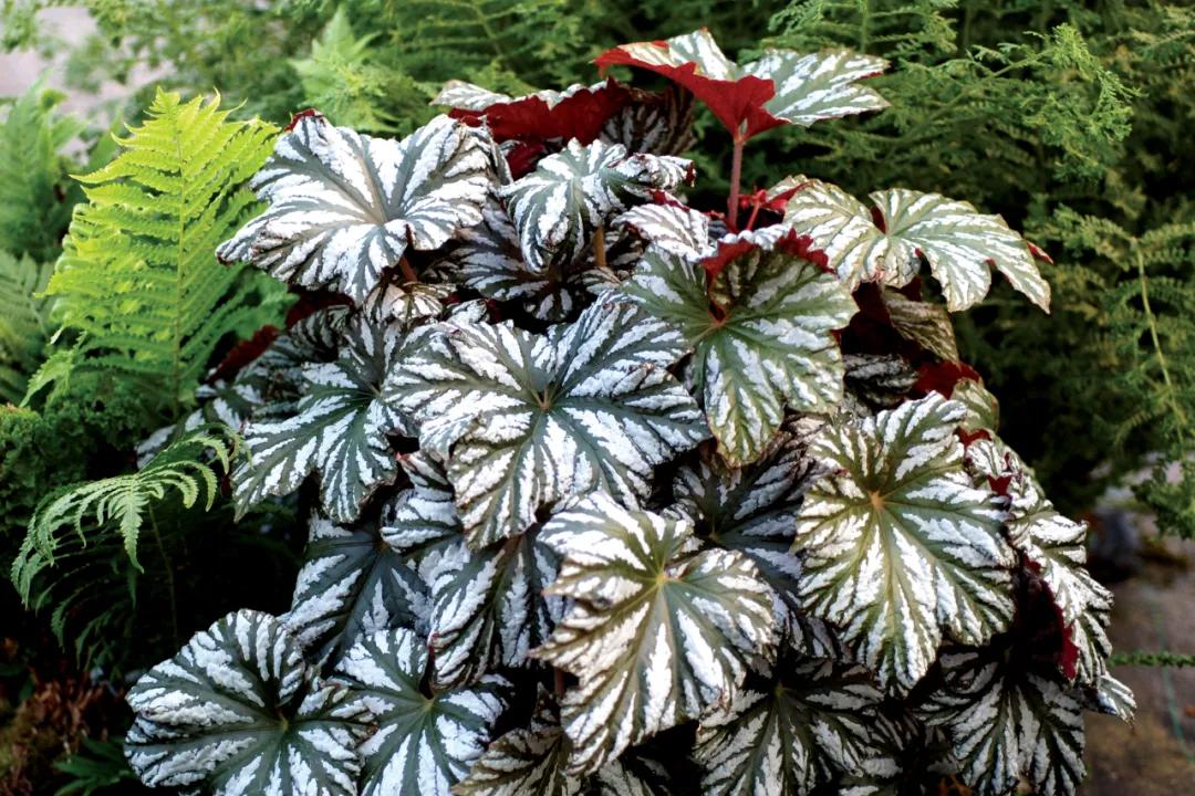 这43个来自世界各地的新品种,快来看看有没有你的菜