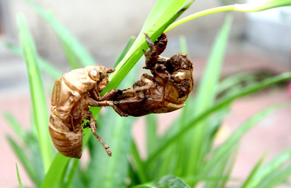 夏季常见的昆虫,夏季北方农村常见的昆虫