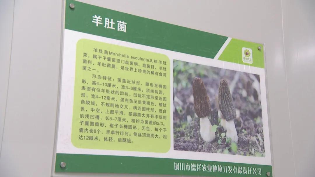 德祥农业种植开发,德祥农业大项目