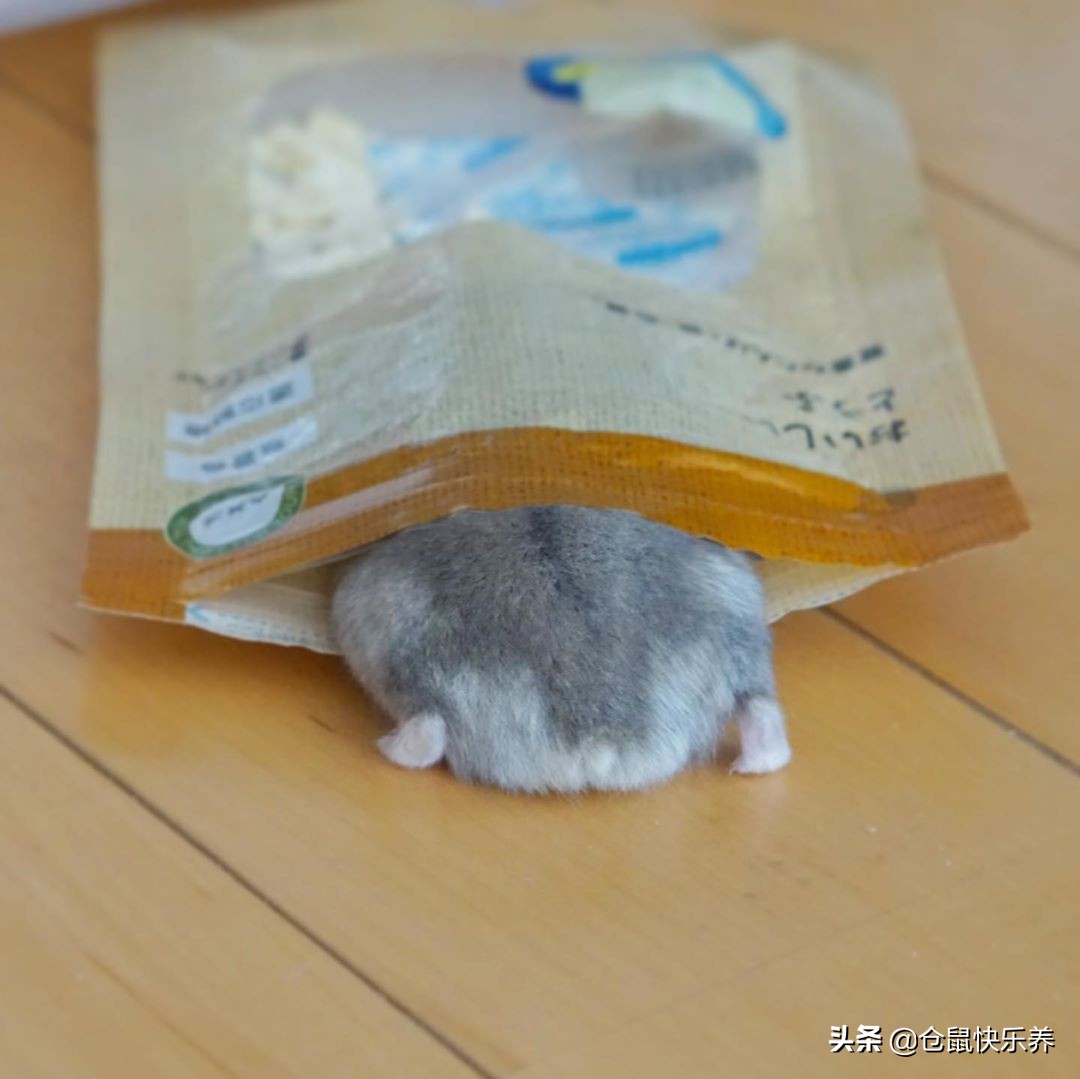 仓鼠趁主人不备钻进粮袋，被饲主发现后，鼠鼠就是不承认偷吃