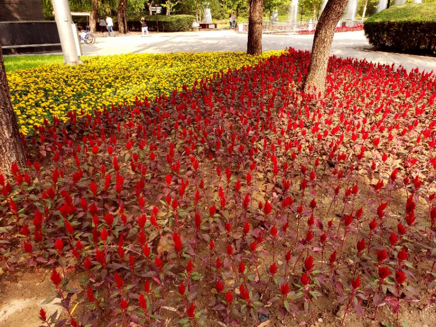 北京适合带娃溜达的公园,散步带娃