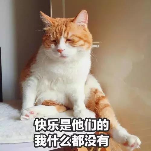 本国的猫可以听懂外国的猫叫吗 (中国的猫听得懂外国猫的叫声吗)