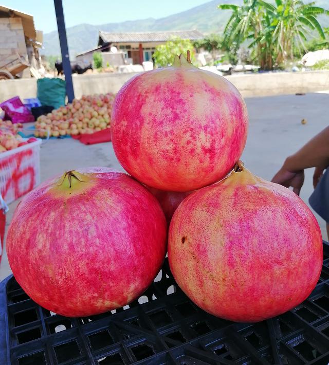 8月份最早上市水果,8月初成熟新品种桃