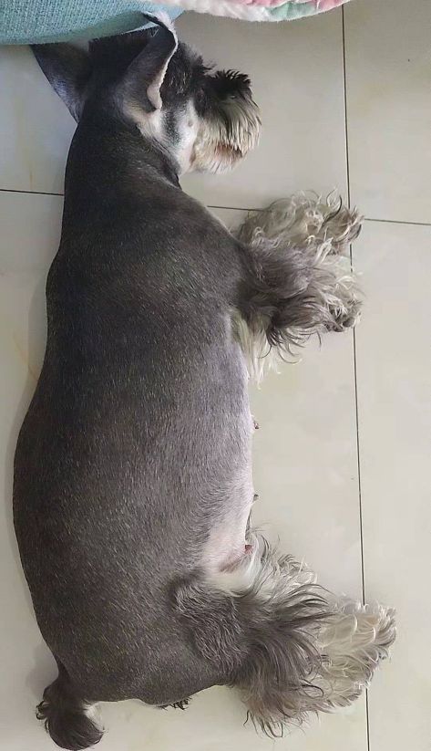 小狗是随时都可以怀孕吗,有狗狗后怀孕了注意什么