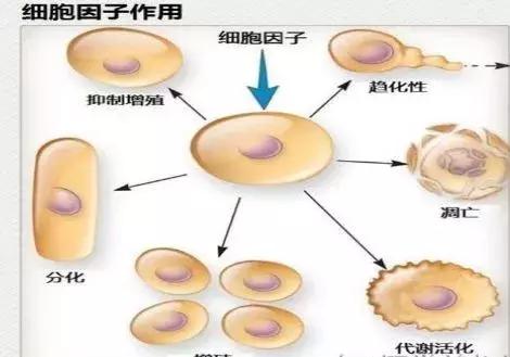 牛初乳冻干粉的功效与作用,免疫球蛋白牛初乳冻干粉的功效