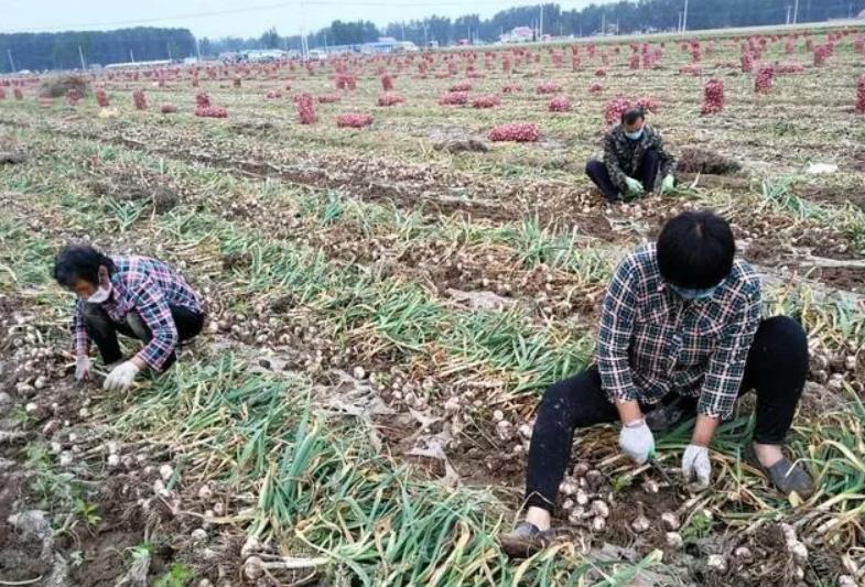 大蒜暴跌的真正原因,大蒜暴涨暴跌采取怎样措施
