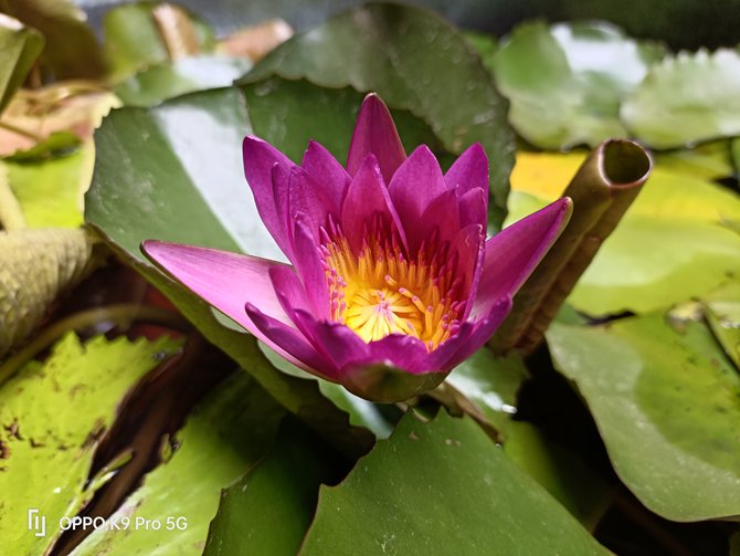 oppok9pro不支持双5g,oppok9pro入手后真实评价