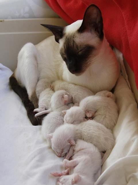 暹罗猫特别怕冷是什么原因,为什么暹罗猫怕冷