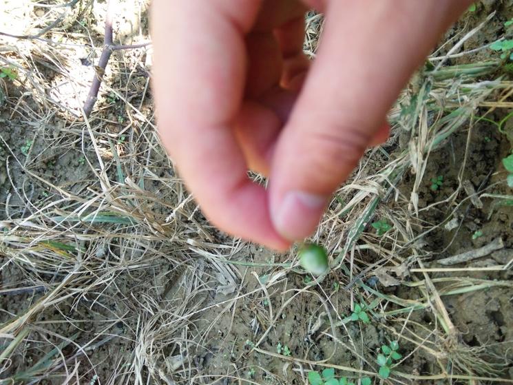 台湾青枣怎么处理,大青枣黑点病的防治