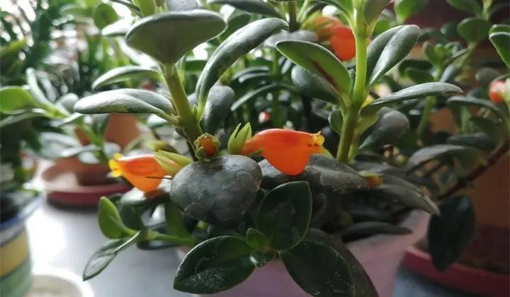 刚到家的花很好没多久就黄叶,买回来的花很快就蔫的原因