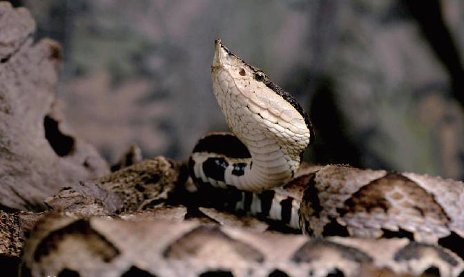 有毒蛇的地方长什么草,有毒蛇和无毒蛇咬的伤口区别