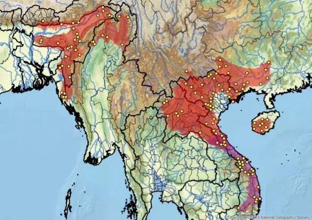 八角灵龟是不是保护动物,锯缘龟八角灵龟