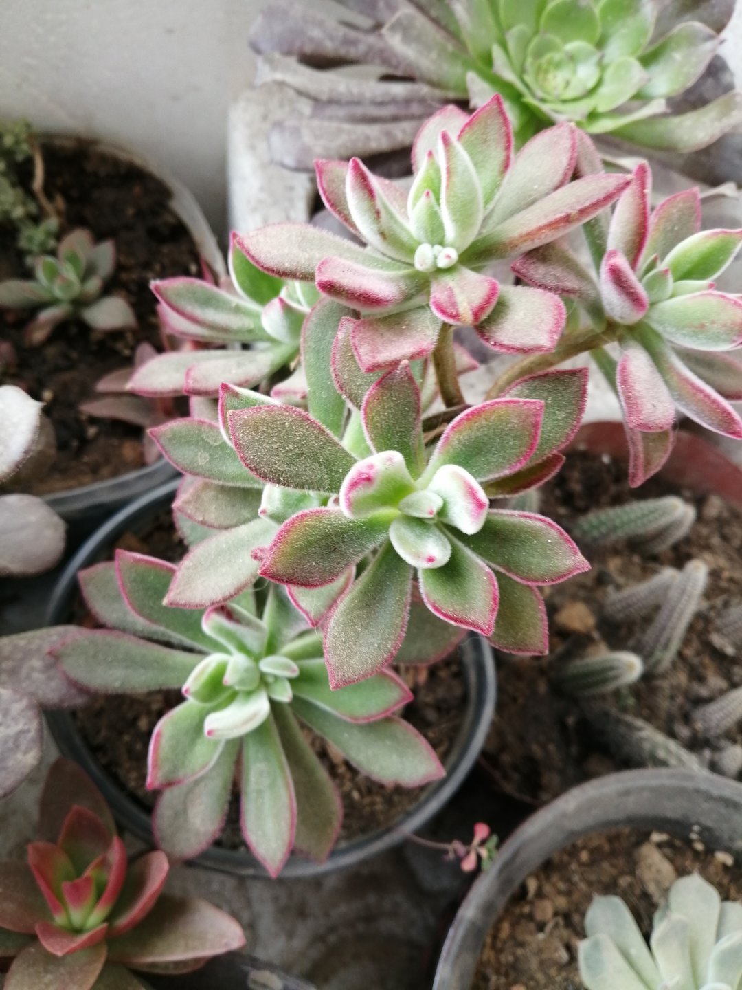 锦晃星茎部长芽,锦晃星两个头需要掐掉一个吗