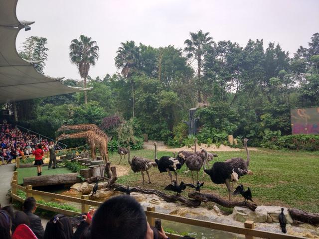 广州长隆野生动物世界二日游,广州长隆野生动物世界步行游览区