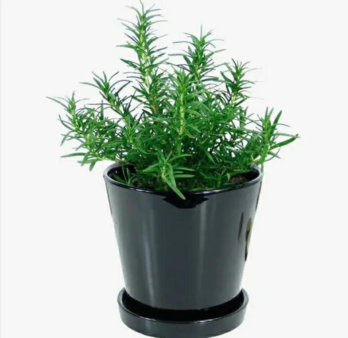 能有效驱蚊的植物,十种驱蚊最好的植物