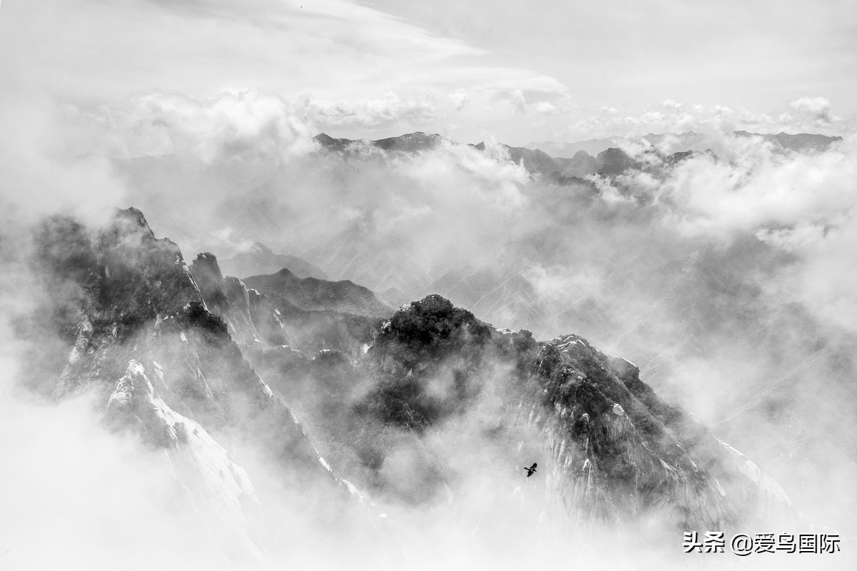 鸟类欣赏,鸟类观鸟图片