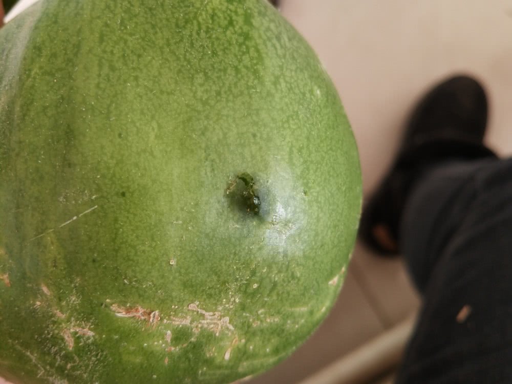 甜瓜叶子细菌性叶斑病,甜瓜叶斑病怎么办