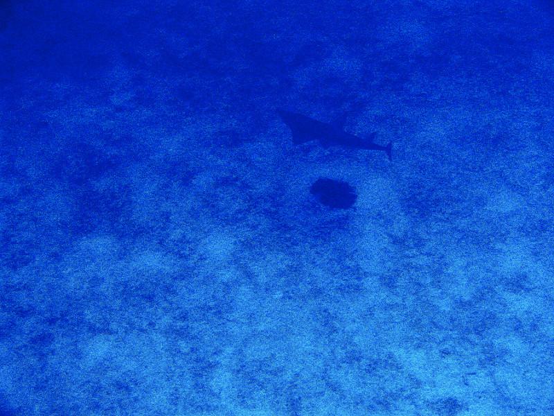 马代帕劳最美的海岛,帕劳和马代哪个值得去