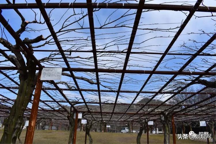 最美紫藤花动态,紫藤几年修剪一次怎么修剪的