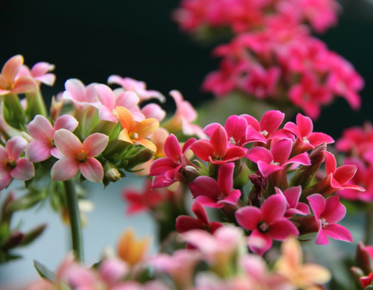 长寿花黄叶茎发黑如何拯救,长寿花叶子发黄茎发黑有拯救办法