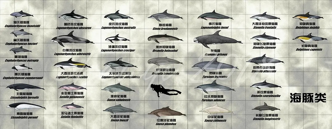 自然探秘所|海之精灵——海豚