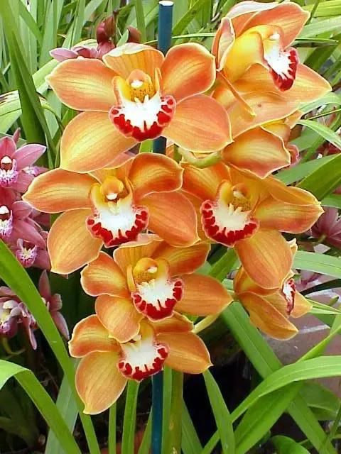 中国兰花名品介绍与欣赏,盆栽极品兰花喜迎新春