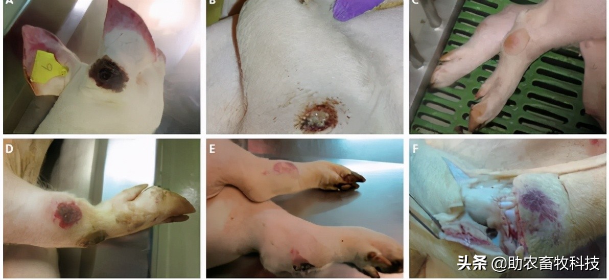 原创运用中草药防治非洲猪瘟有效吗？组方和有效防治措施分享