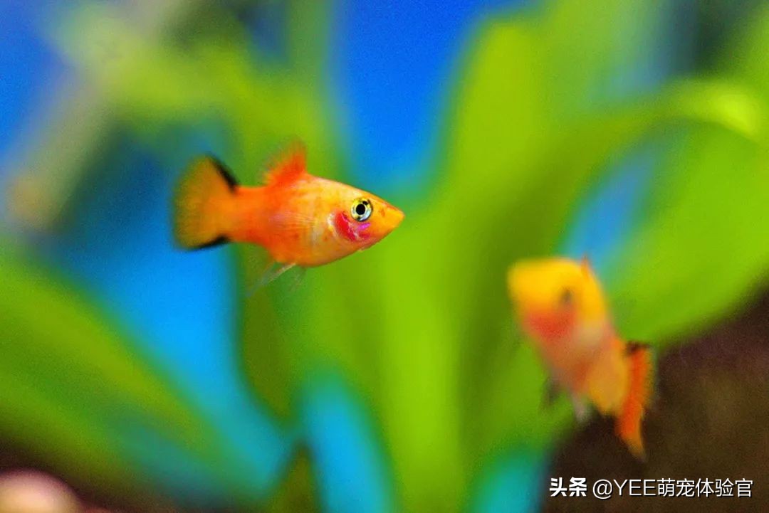 一条观赏鱼吃三种粮，都是必备，吃得过来吗
