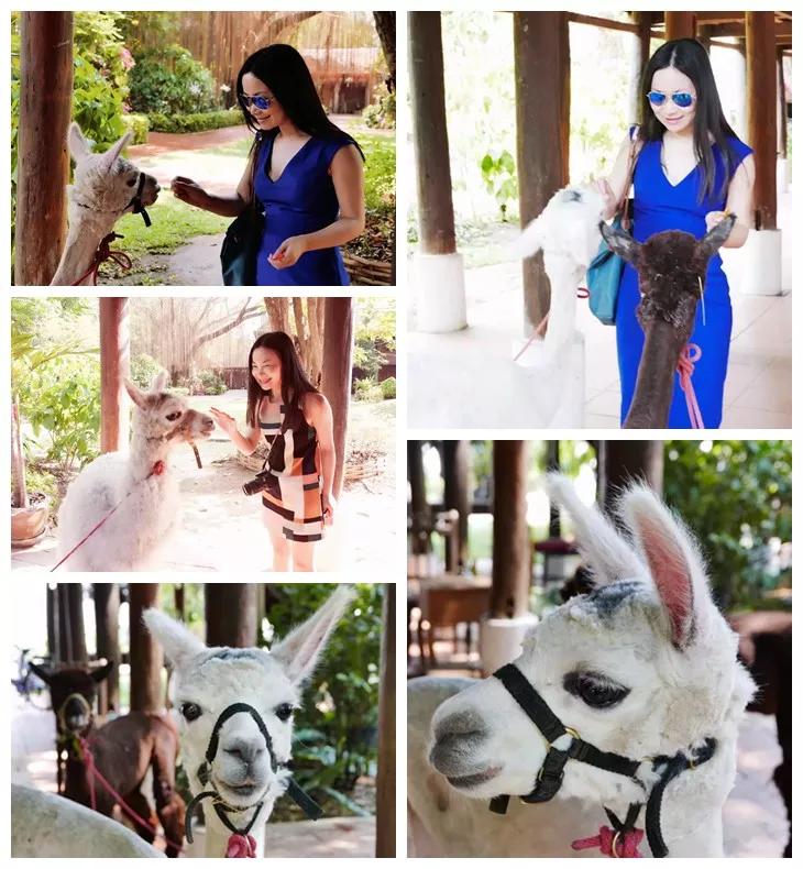 泰国清迈泼水节英文,泰国清迈泼水节自驾游