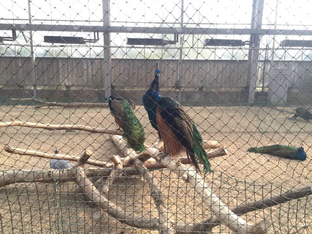 江阴嘉茂国际花鸟园,江阴嘉茂国际花鸟园什么时候再开