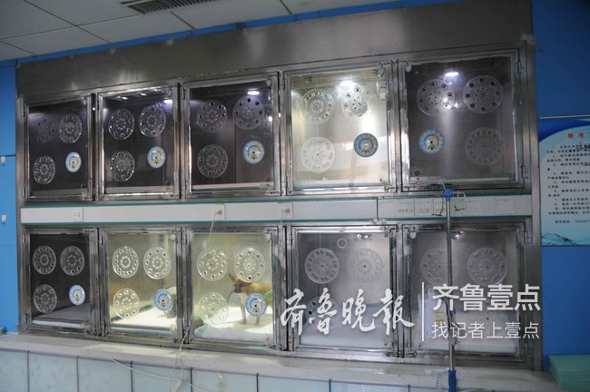 宠物春节寄养涨价通知,德州宠物寄养多少钱一天