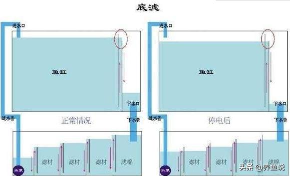 鱼缸推荐哪些鱼,鱼缸选择推荐