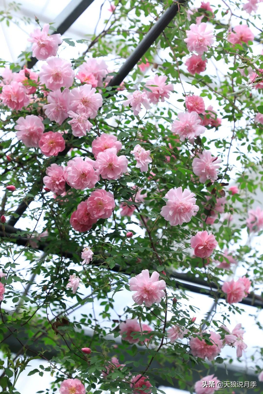 都说“最美人间四月天”，应该就是月季开花的模样吧！