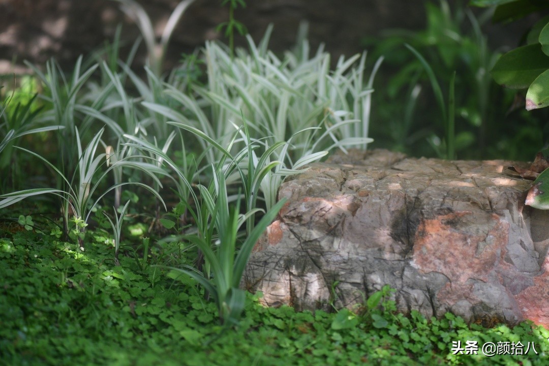 花园里的银边麦冬太好看，竟然被偷了|园丁