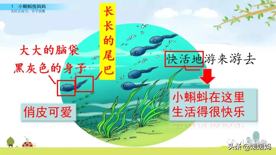 二年级上册小蝌蚪找妈妈听写词语,朗读二年级上册语文小蝌蚪找妈妈